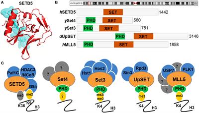 Structure, activity and function of the lysine methyltransferase SETD5